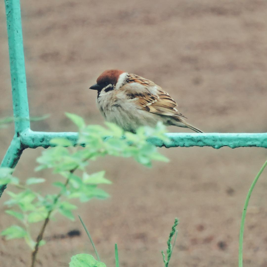 Tree Sparrow 16