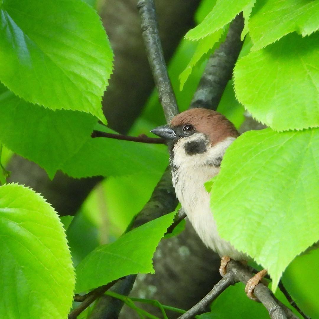 Tree Sparrow 17