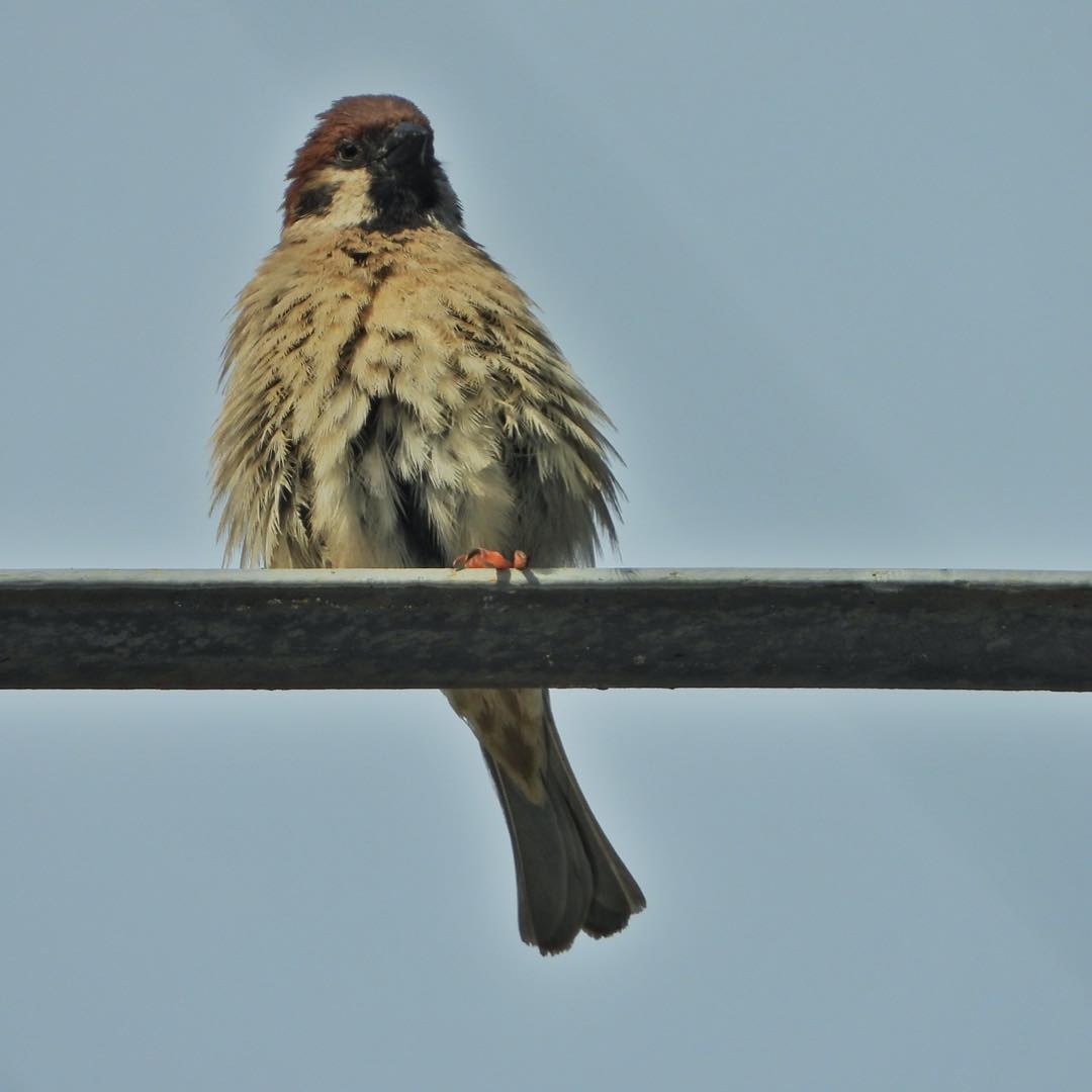 Tree Sparrow 18