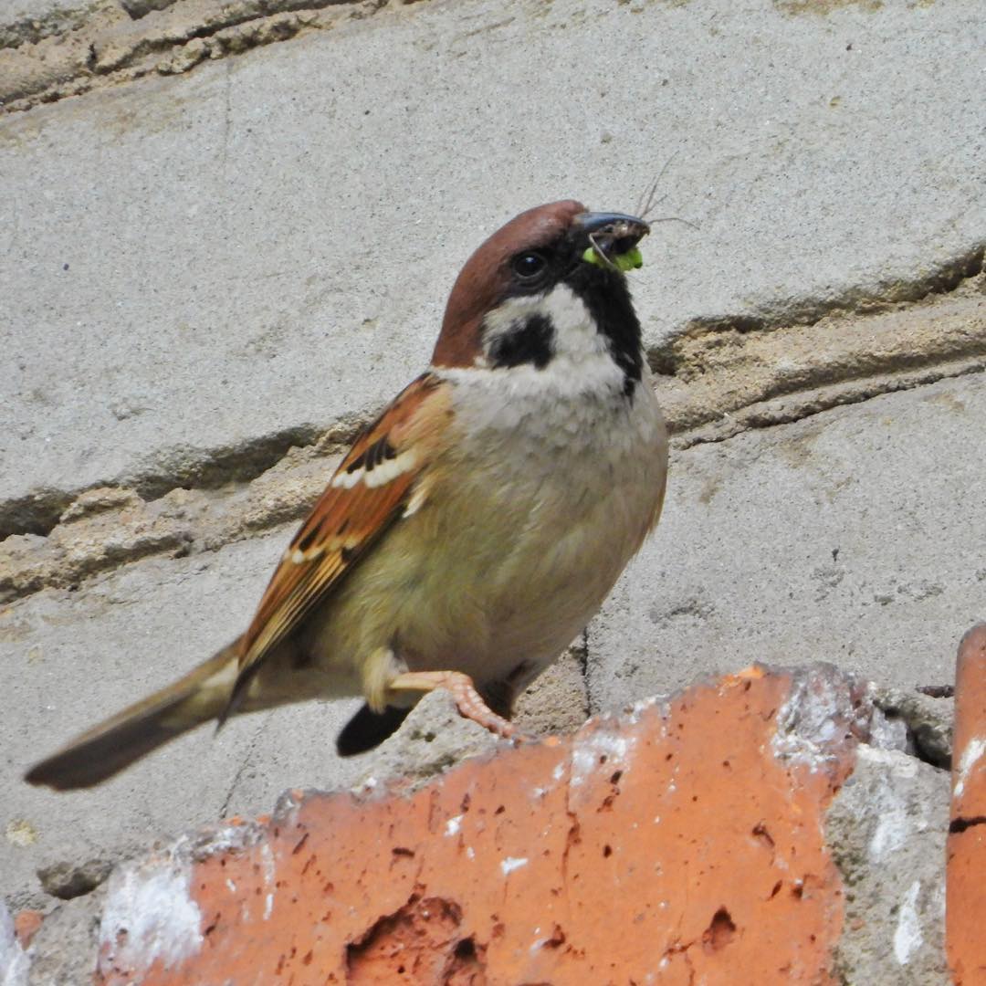 Tree Sparrow 19