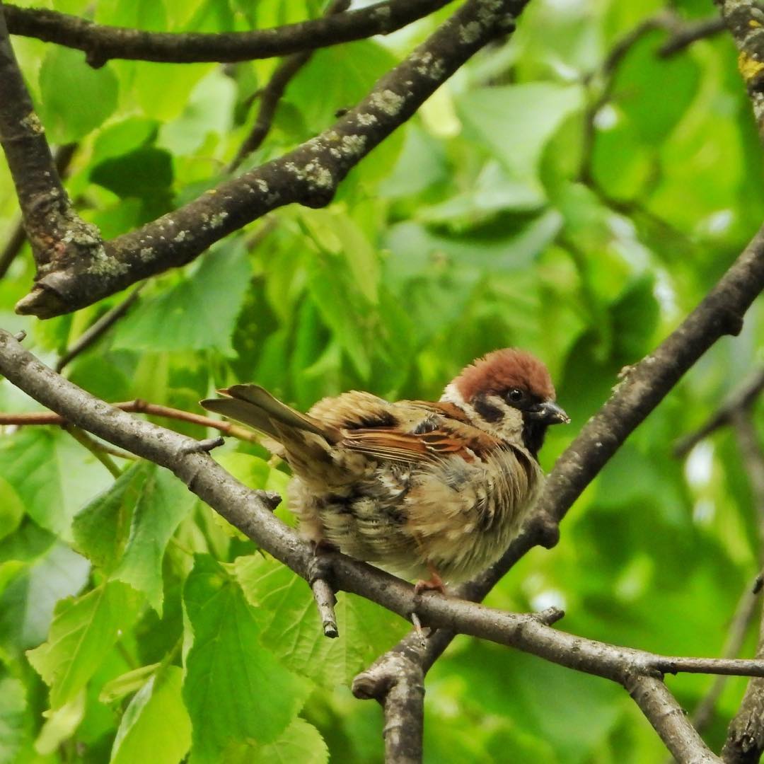 Tree Sparrow 21