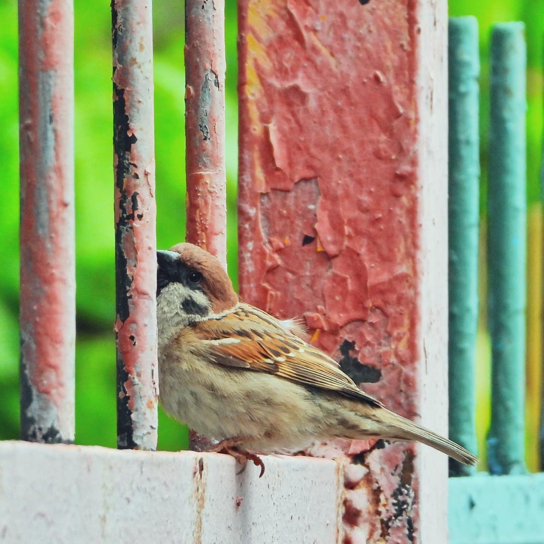 Tree Sparrow 22