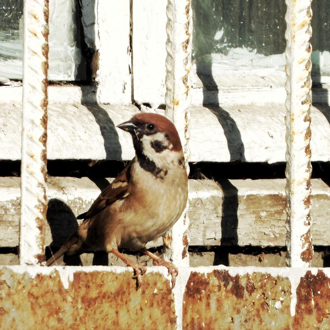 Tree Sparrow 23