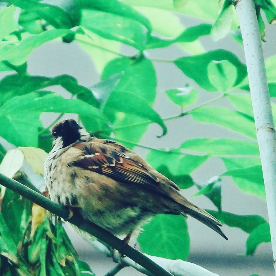 Tree Sparrow 24