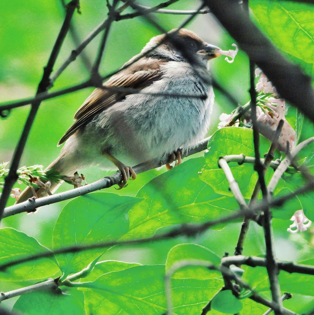 Tree Sparrow 26