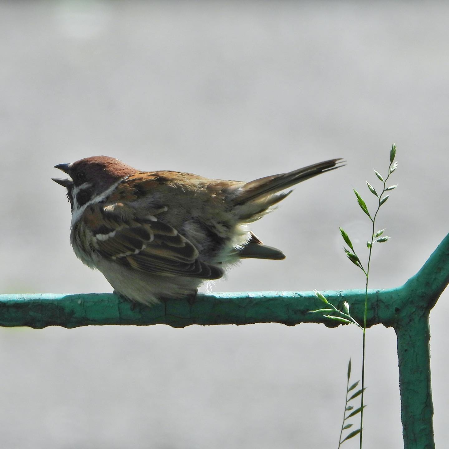 Tree Sparrow 27