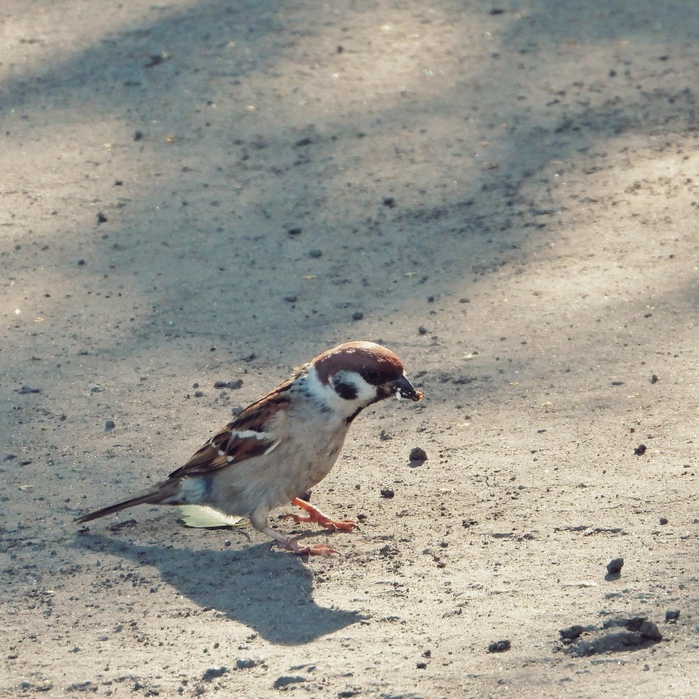 Tree Sparrow 28