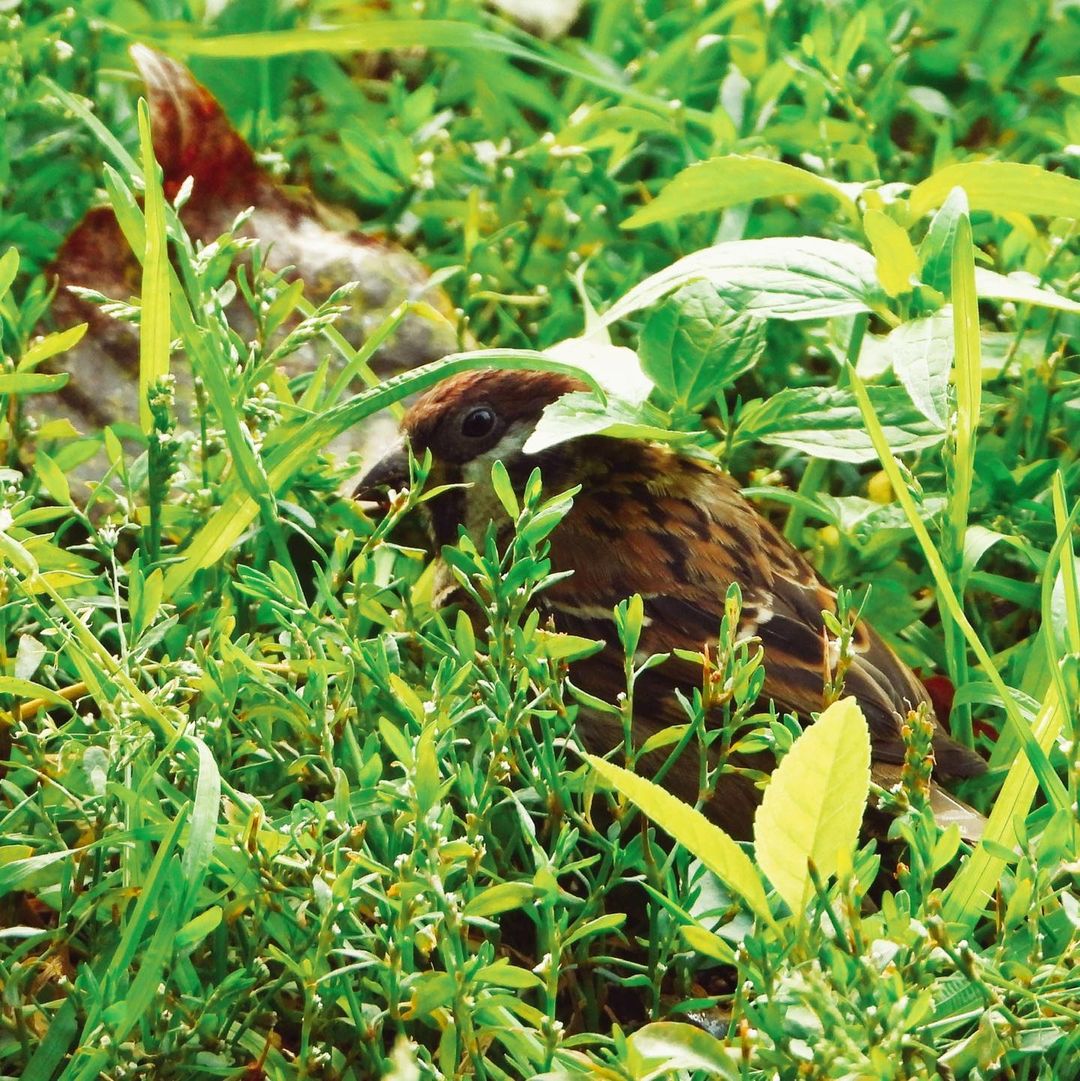 Tree Sparrow 29