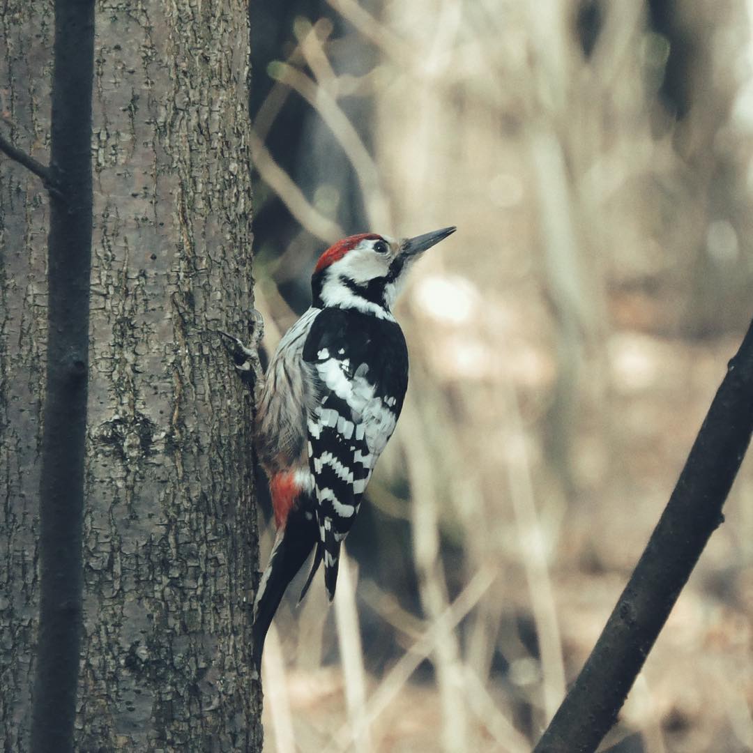 White-backed woodpecker