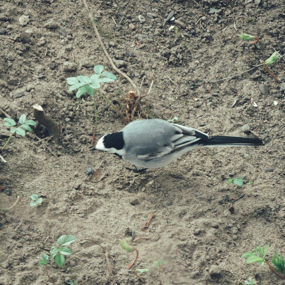 White Wagtail 11