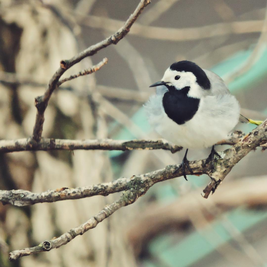 White Wagtail 12