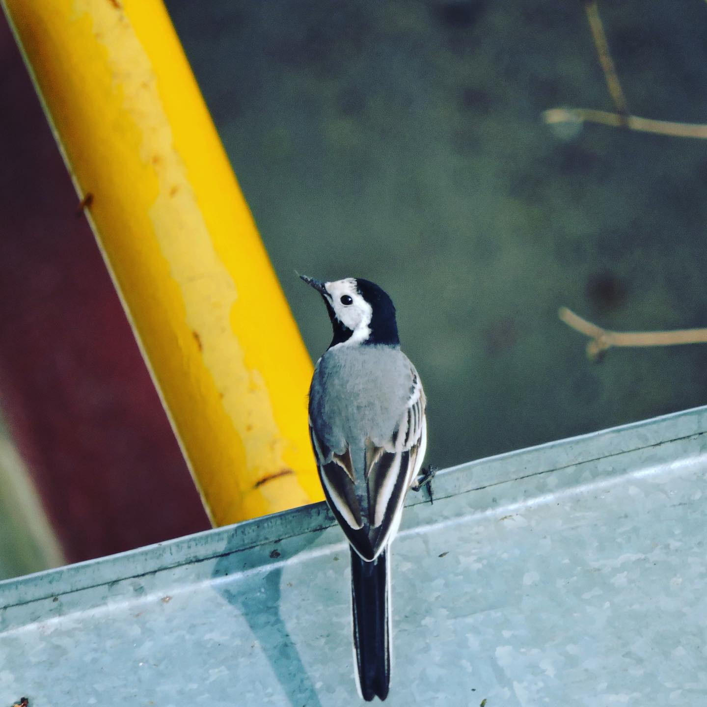 White Wagtail 16