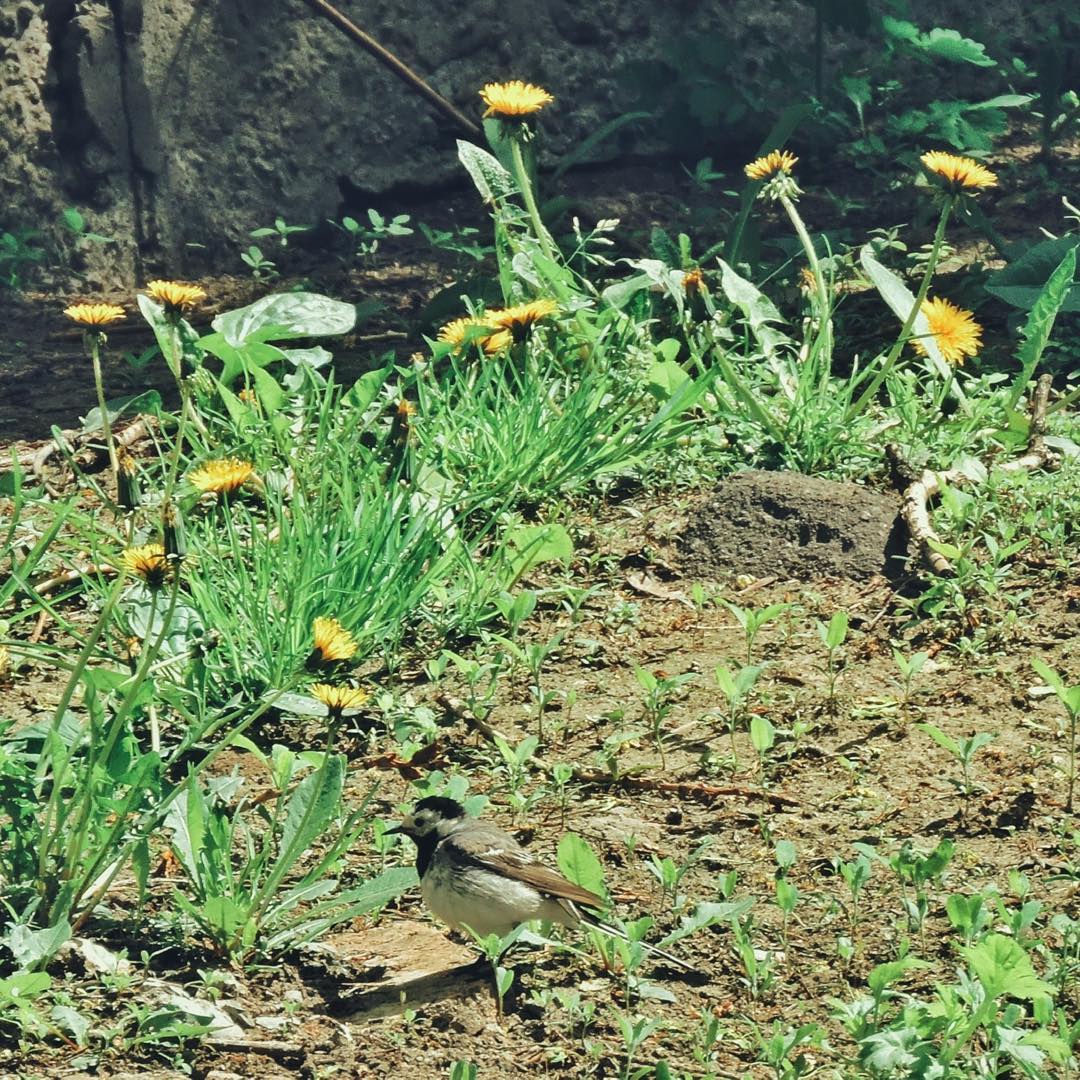 White Wagtail 17