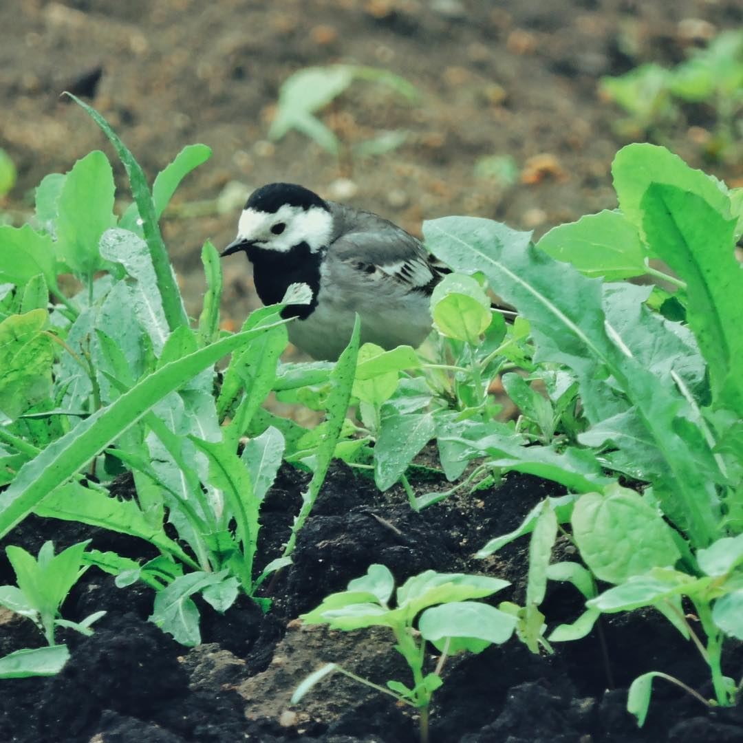 White Wagtail 18