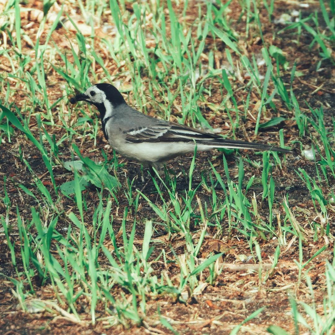 White Wagtail 19