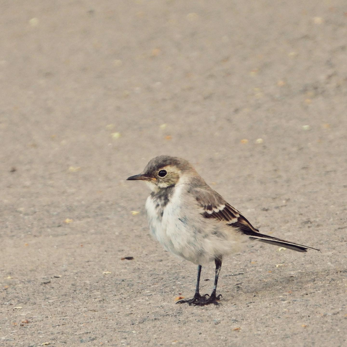 White Wagtail 21