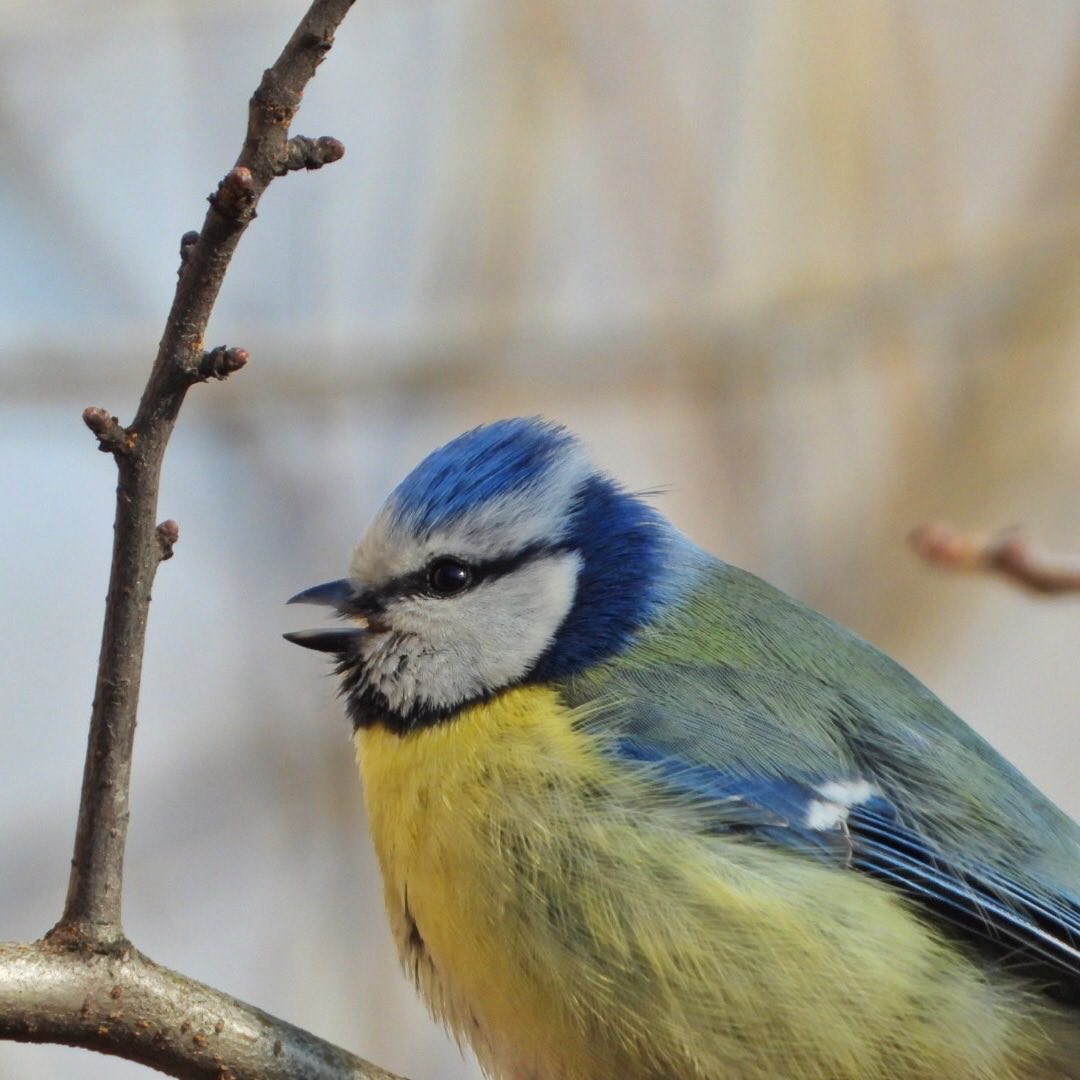 Blue Tit 18