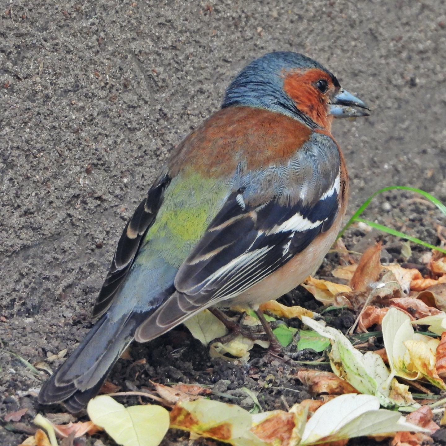 Chaffinch 31