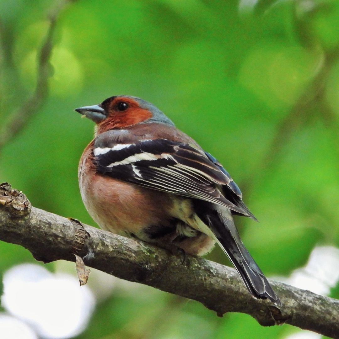 Chaffinch 34