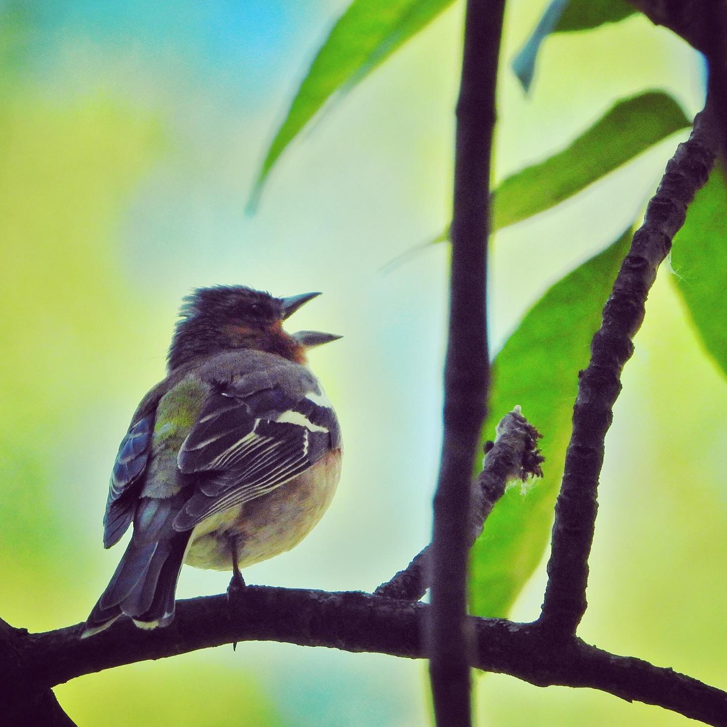 Chaffinch