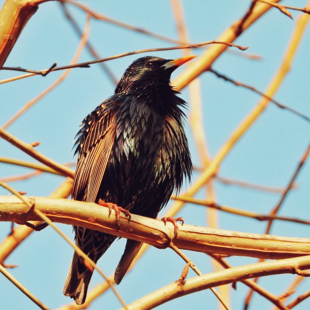 Common Starling 22