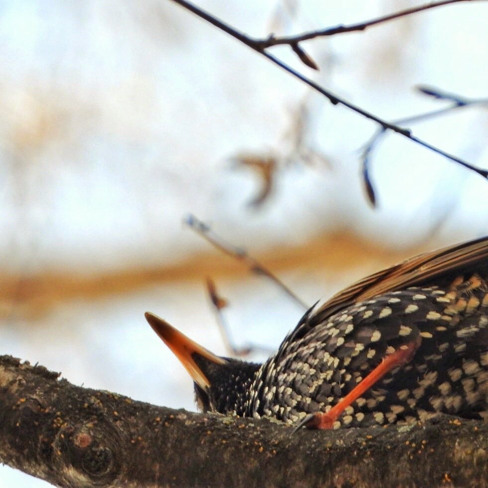 Common Starling 23