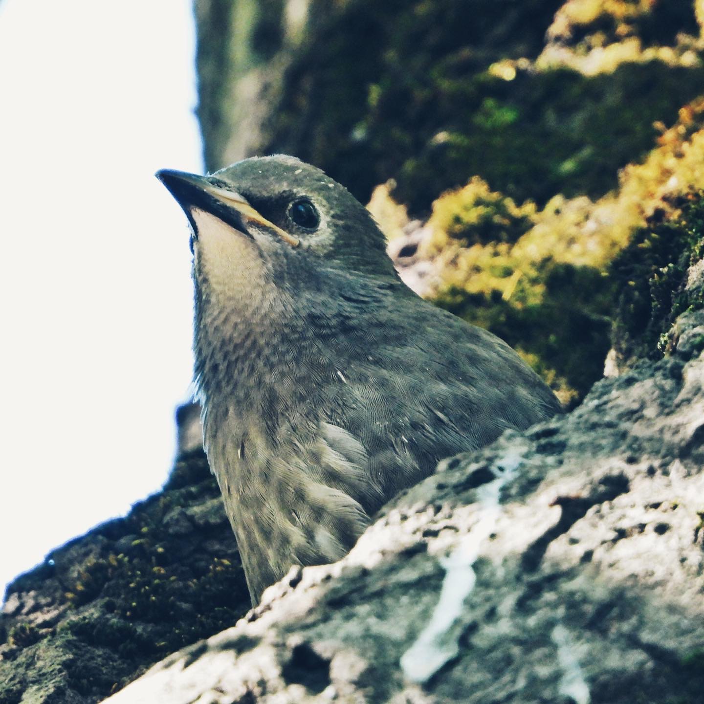 Common Starling 24