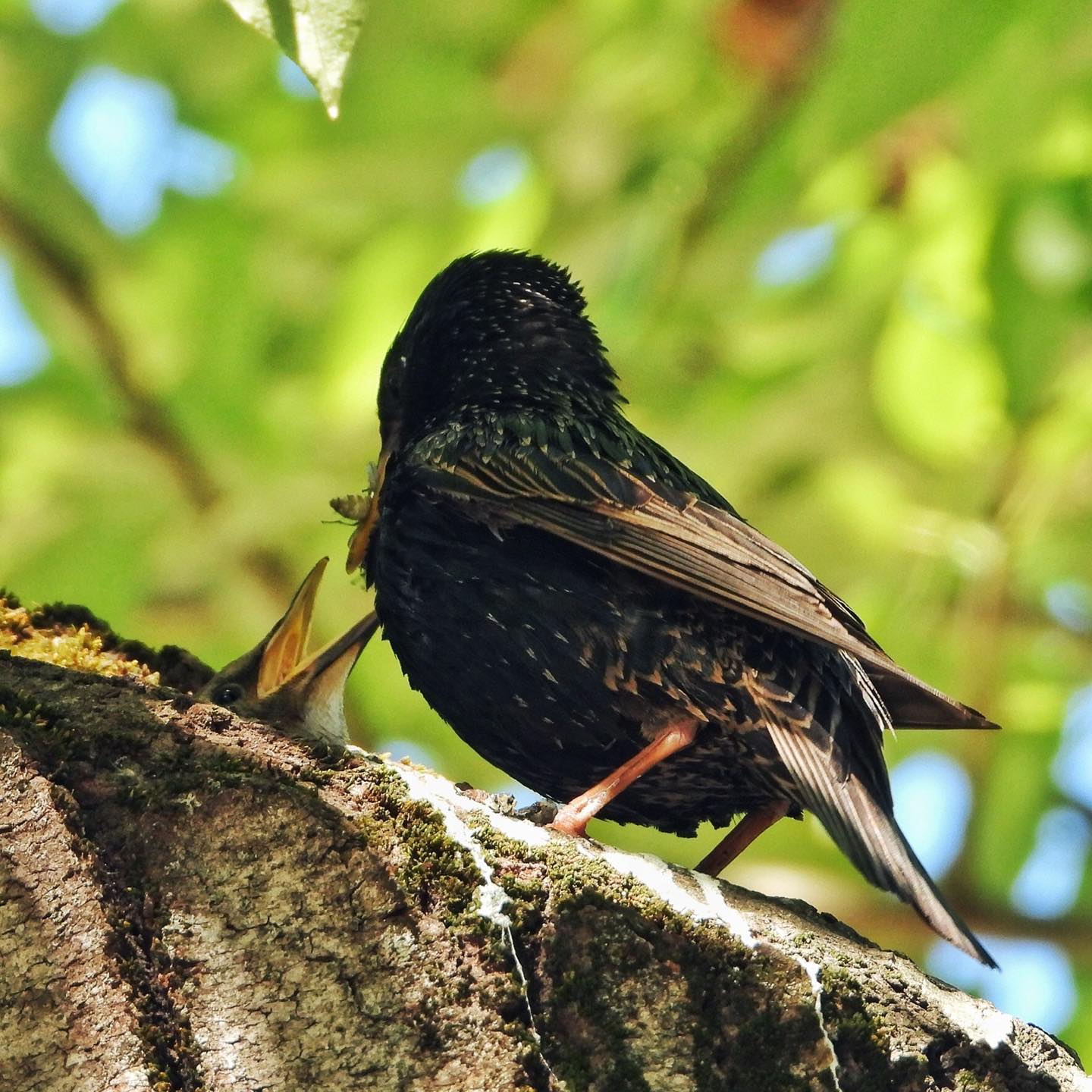 Common starling