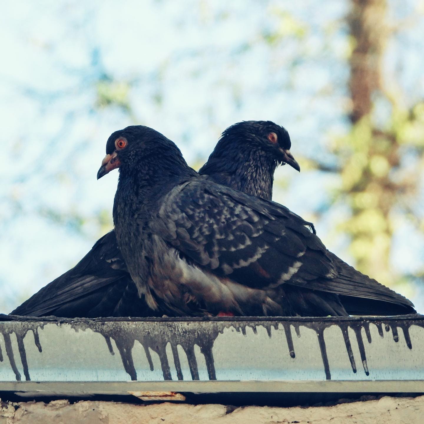 Domestic Pigeon 11