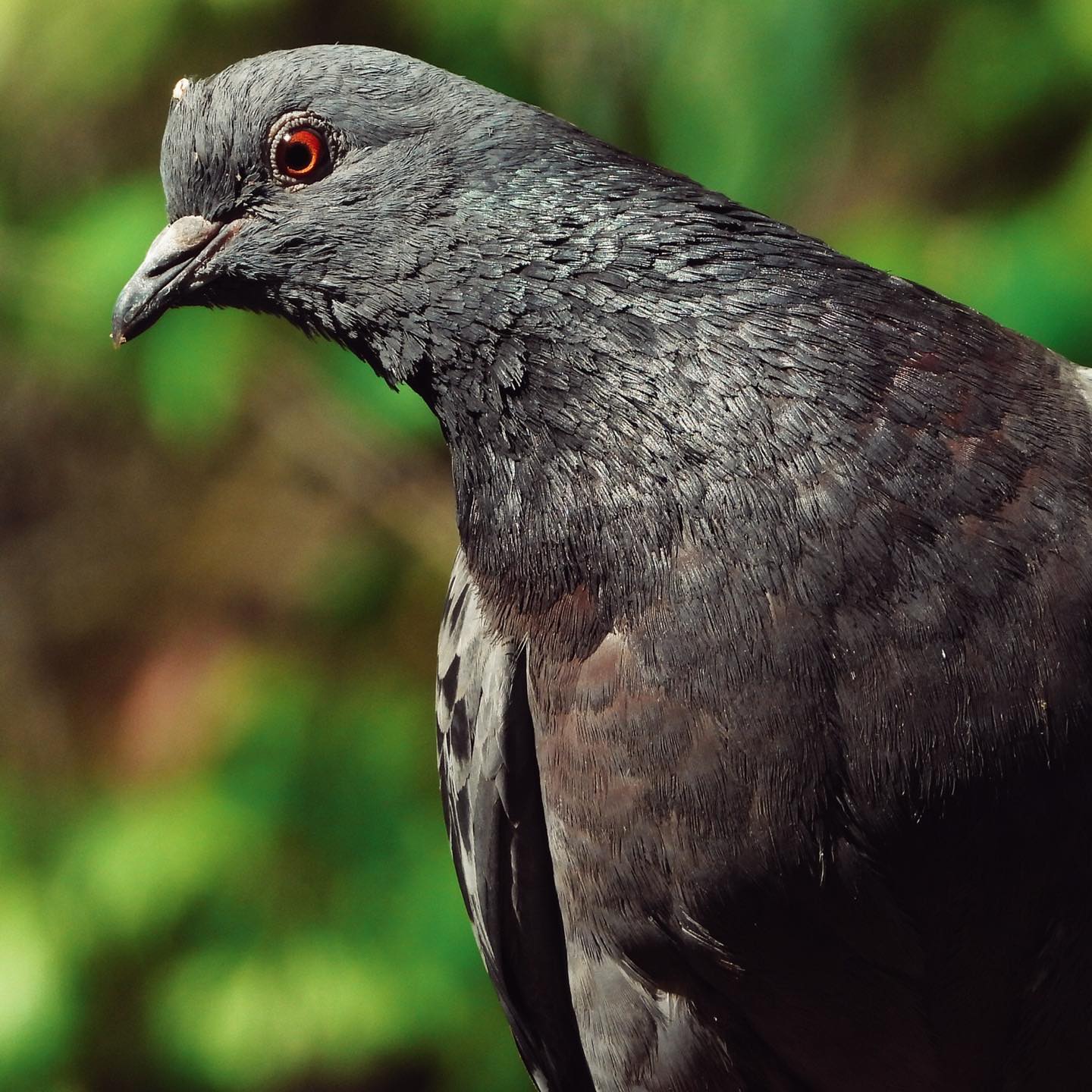 Domestic Pigeon 13