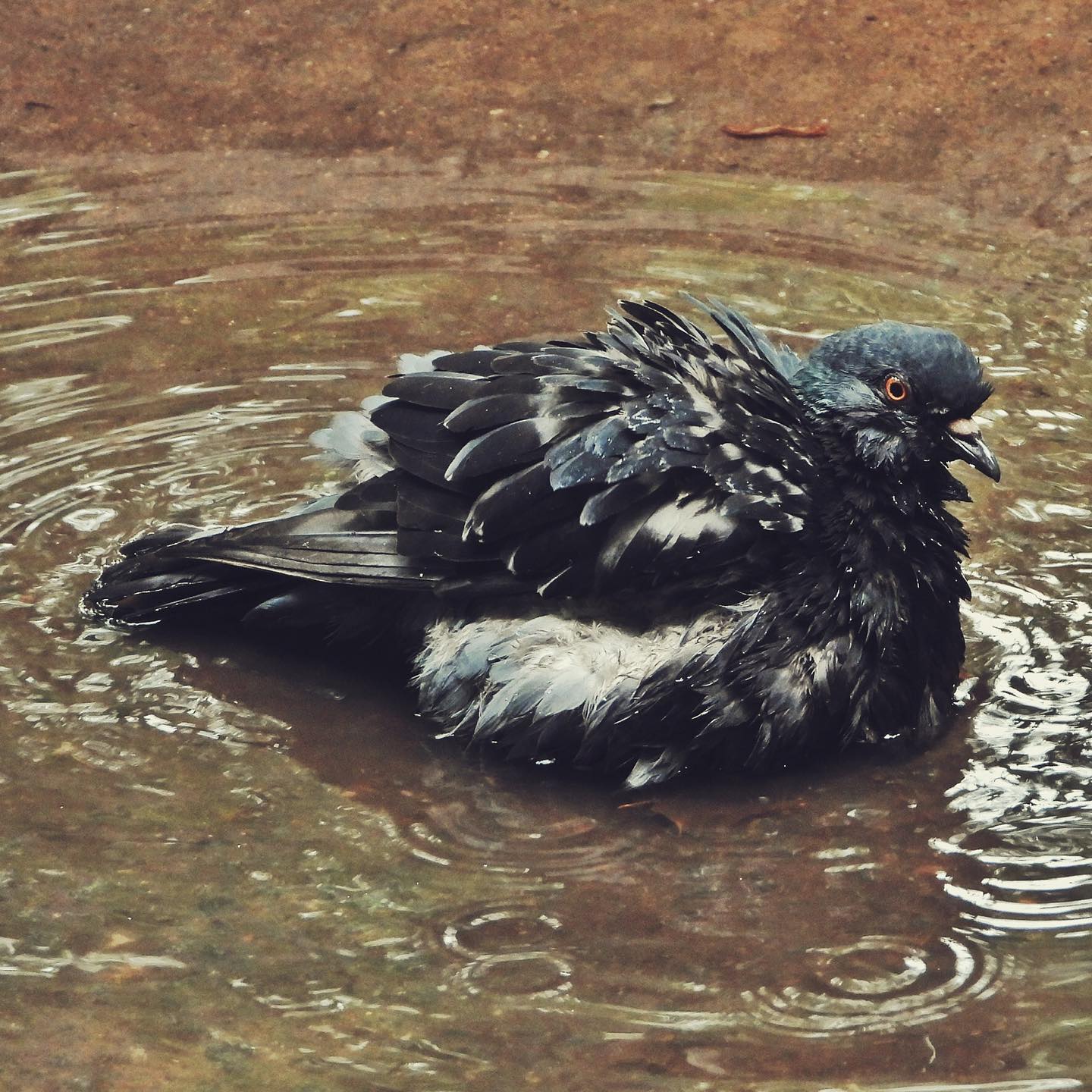 Domestic Pigeon 14