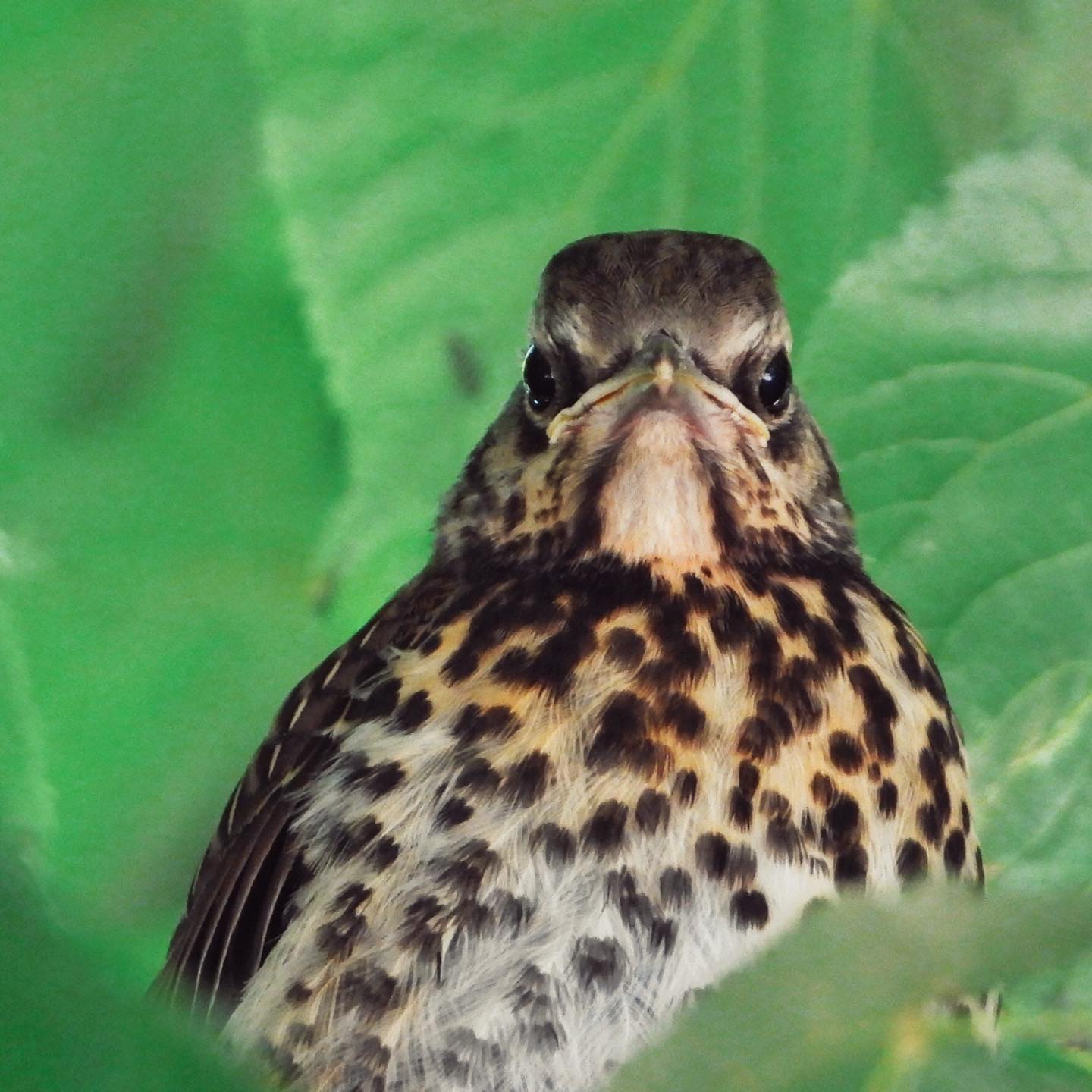 Fieldfare