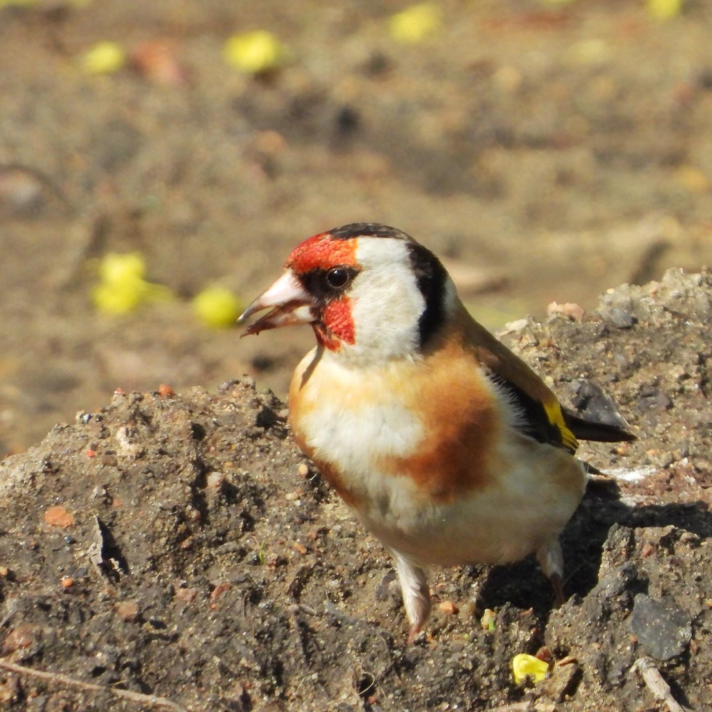 Goldfinch 12