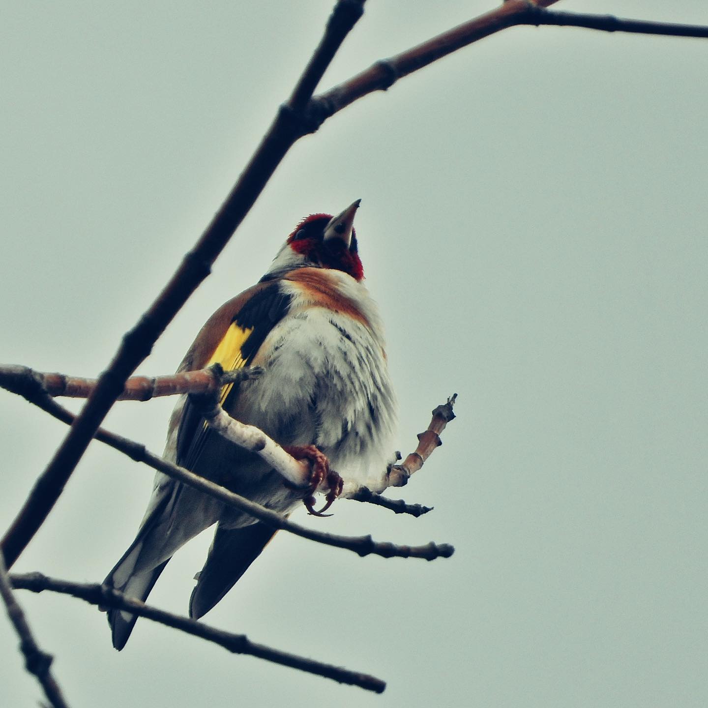 Goldfinch