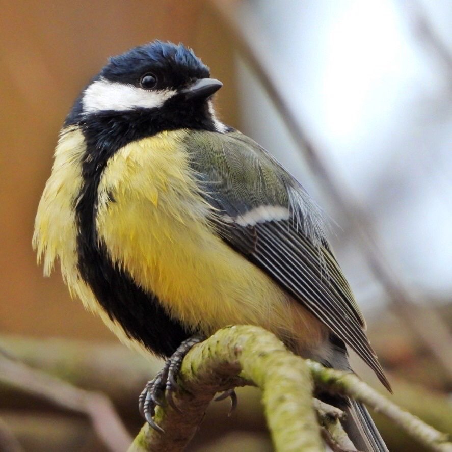 Great Tit 29