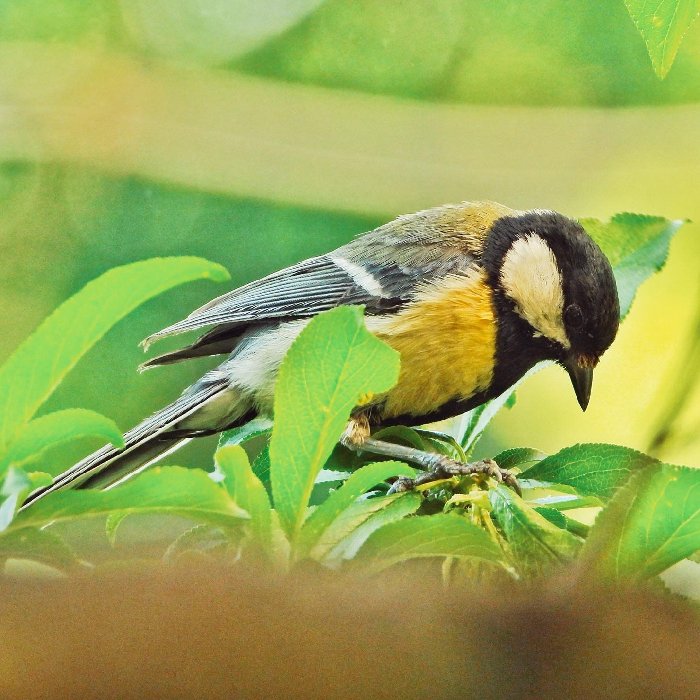 Great Tit 30