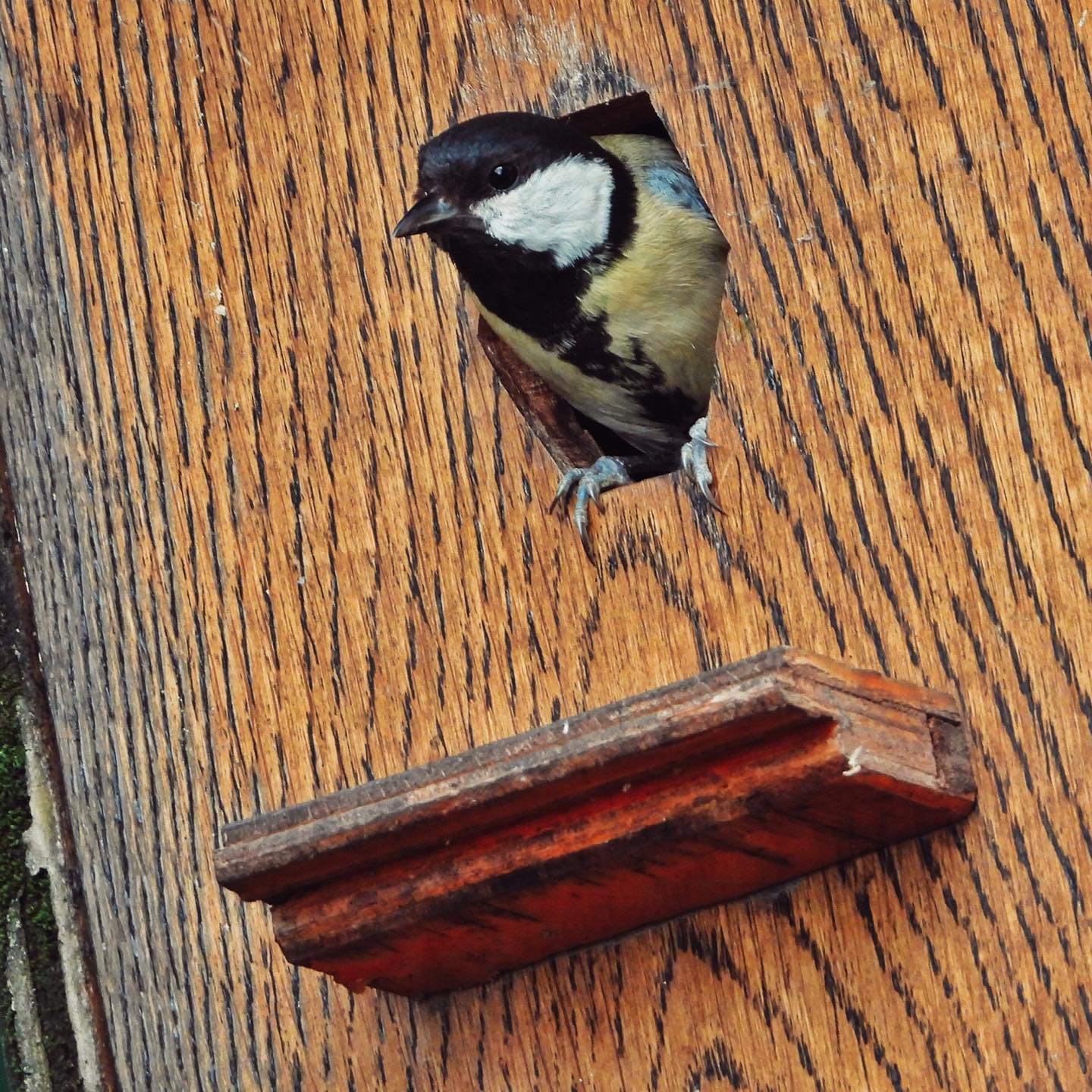 Great Tit 31