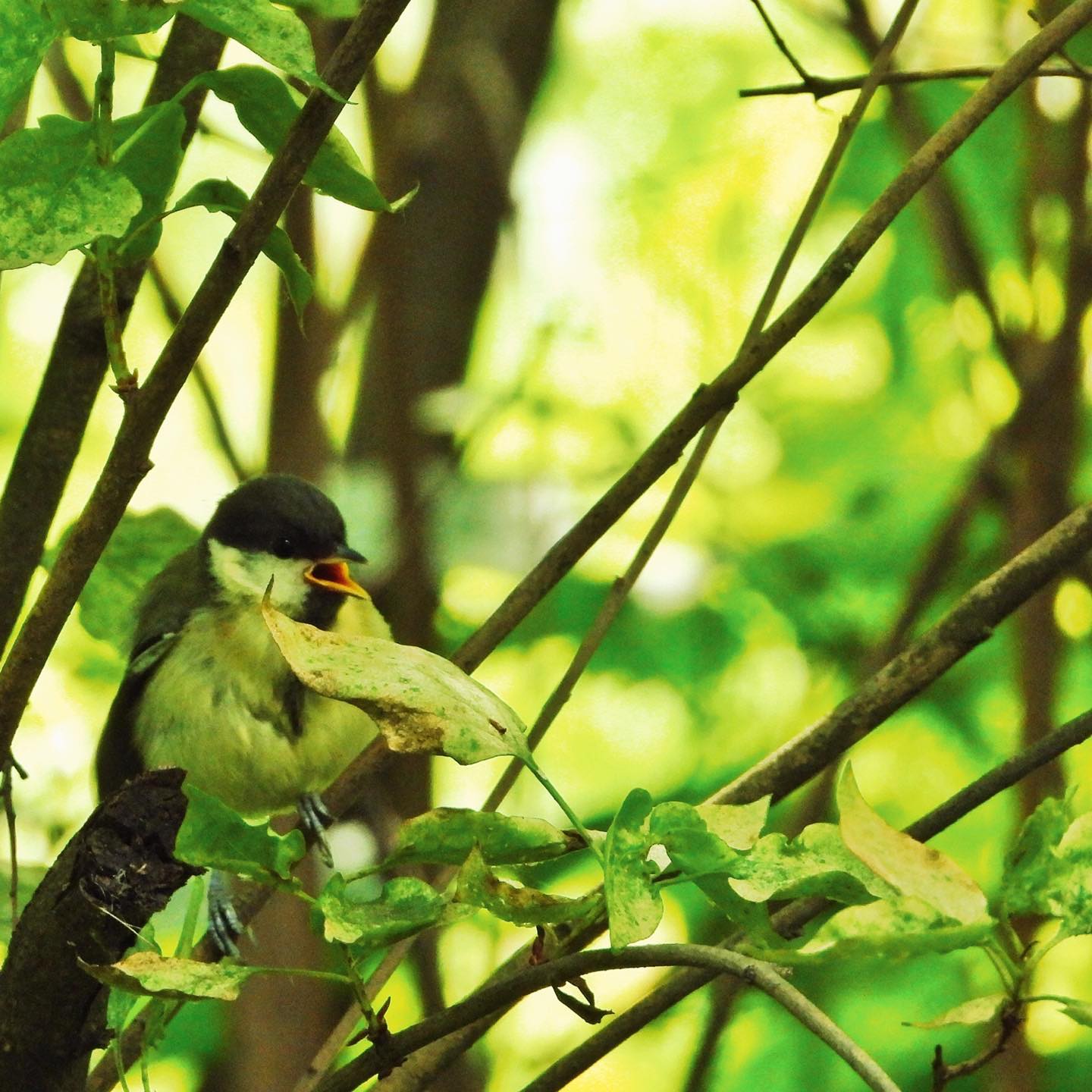 Great Tit 32