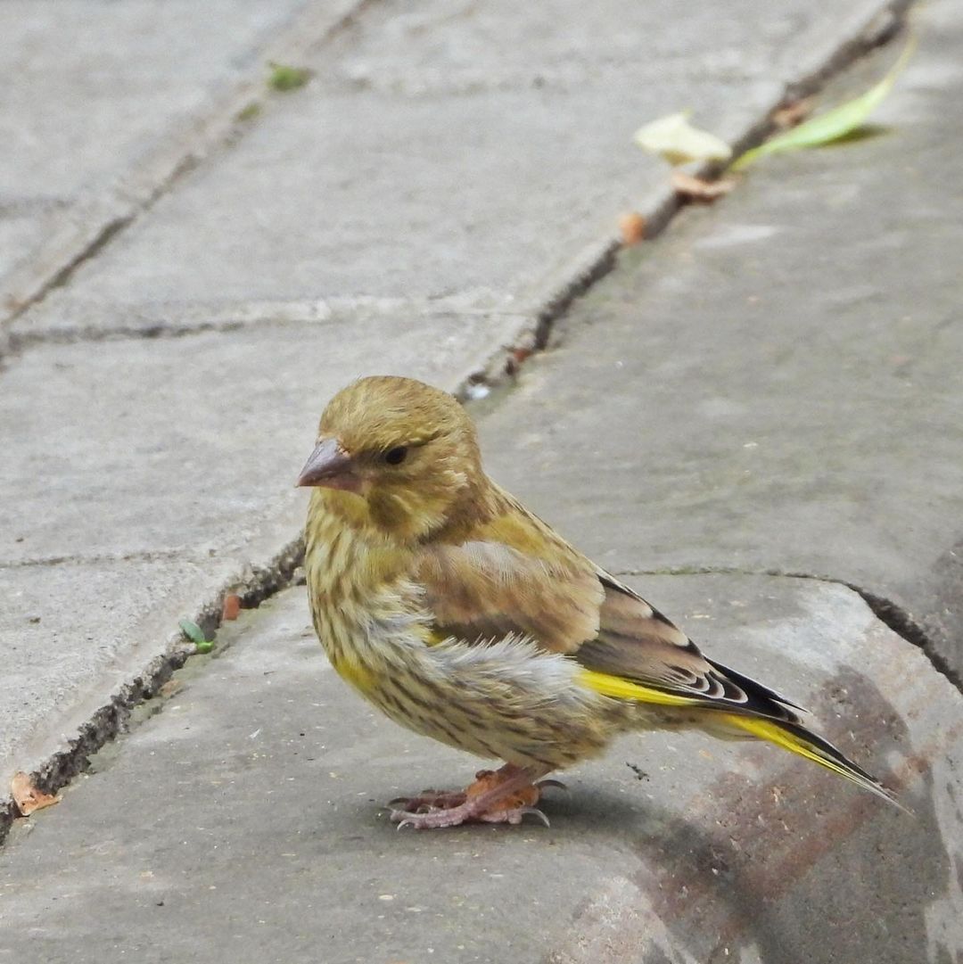 Greenfinch 14