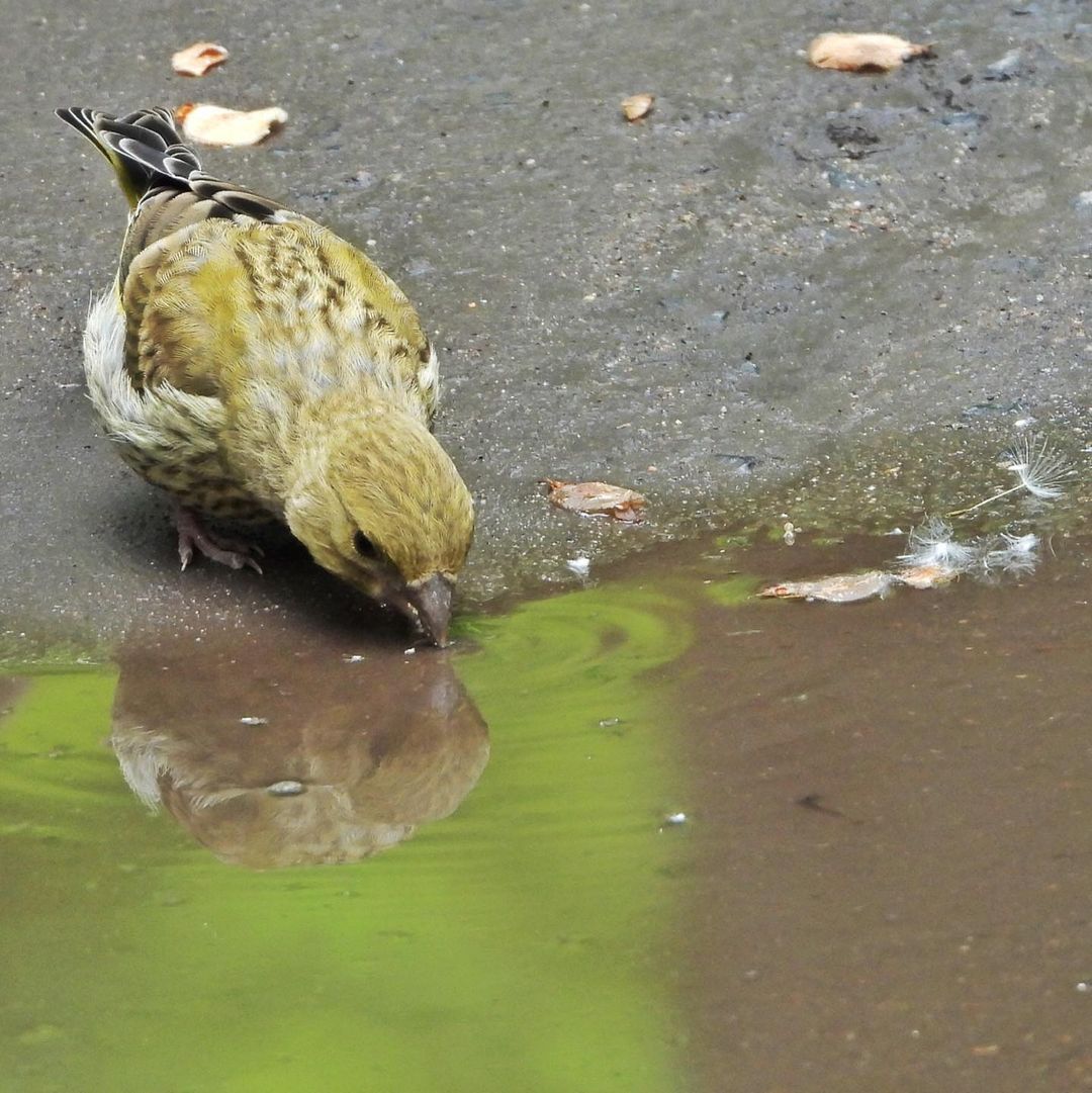 Greenfinch