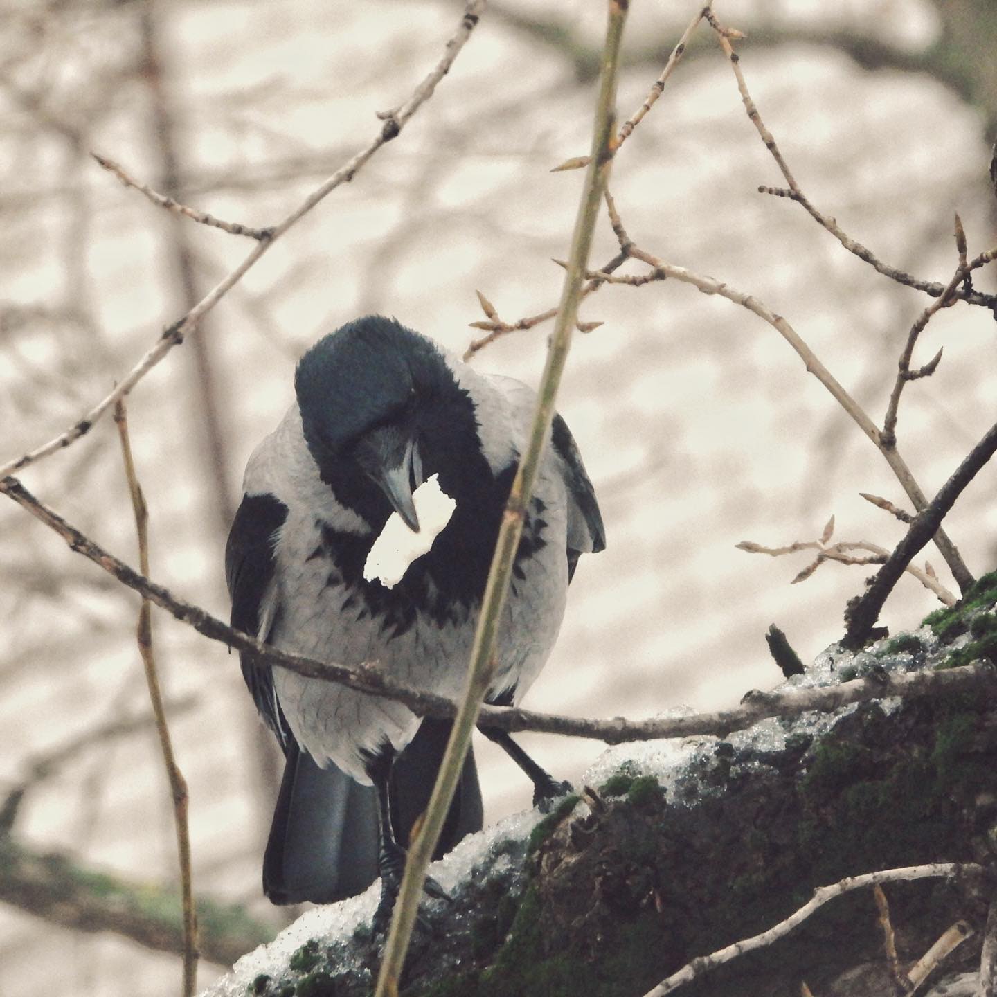 Hooded Crow 28