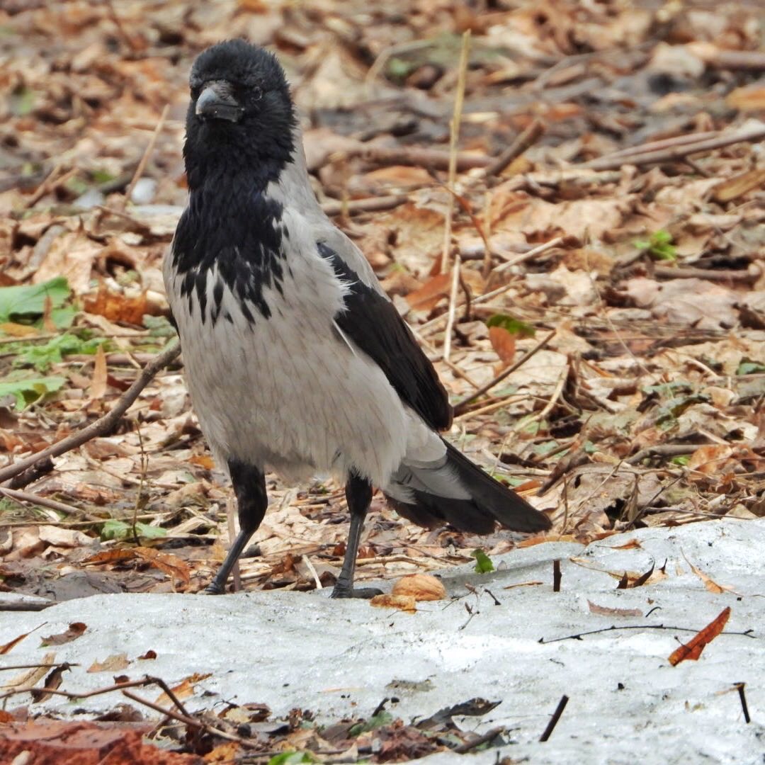 Hooded Crow 29