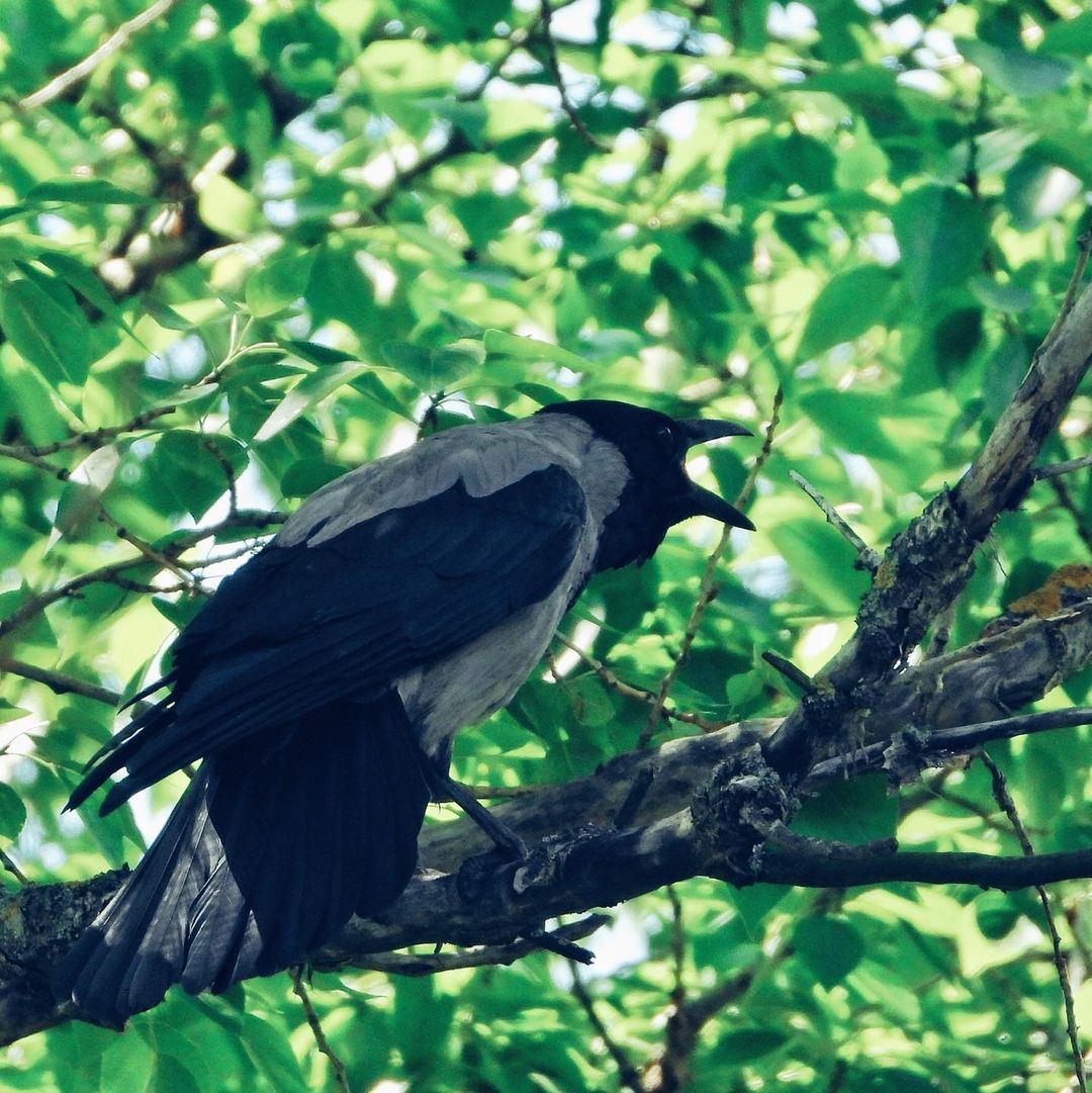 Hooded Crow 32