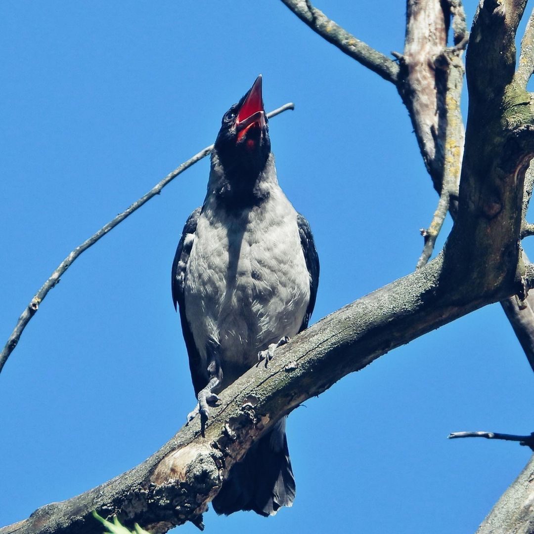 Hooded Crow 33