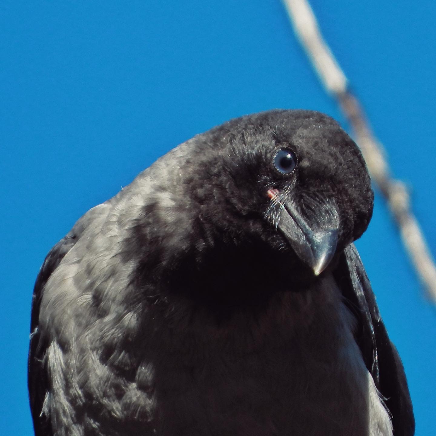 Hooded Crow 34