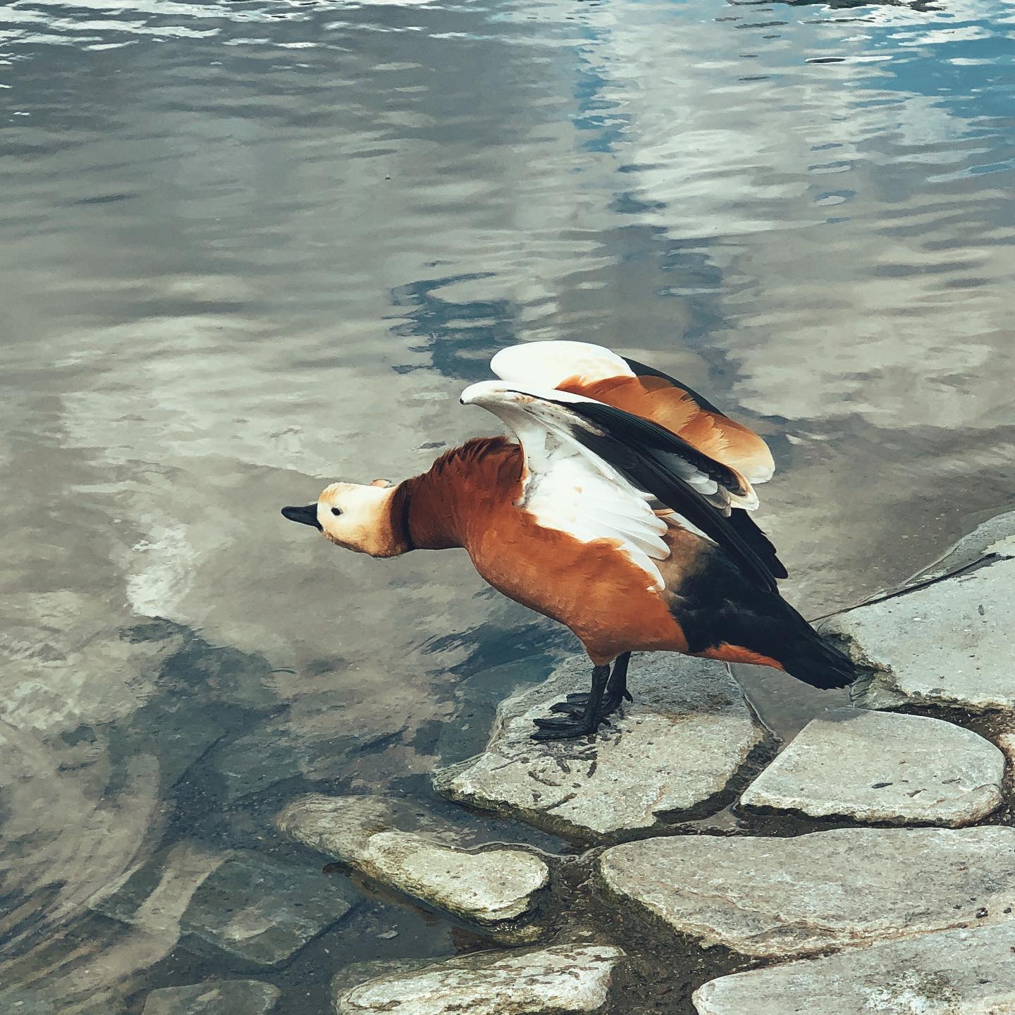 Ruddy shelduck