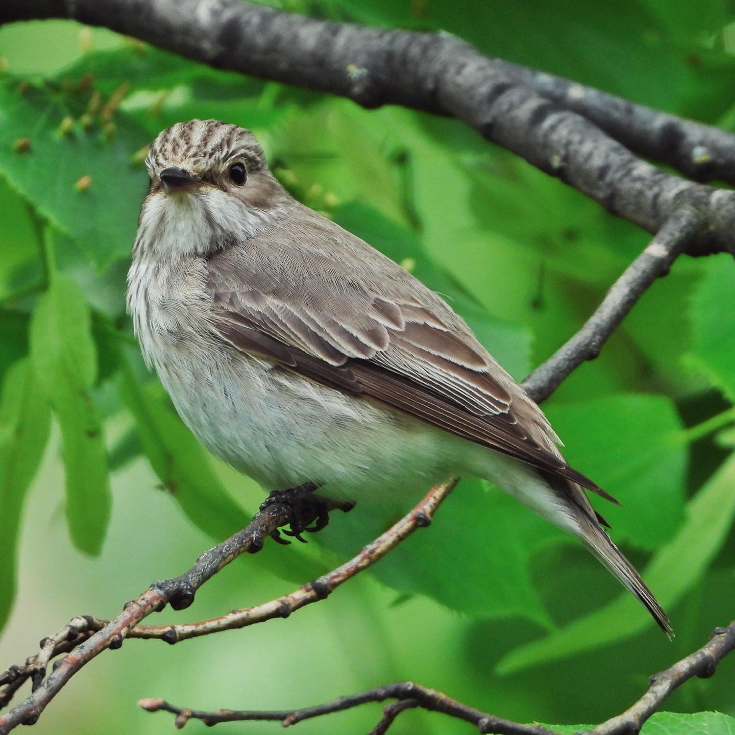 Spotted flycatcher