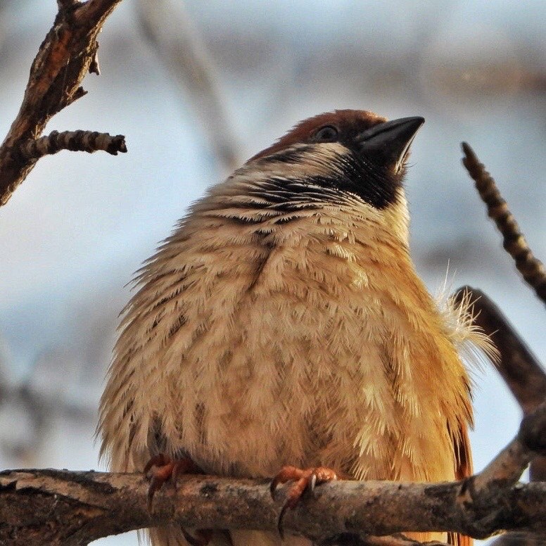 Tree Sparrow 30