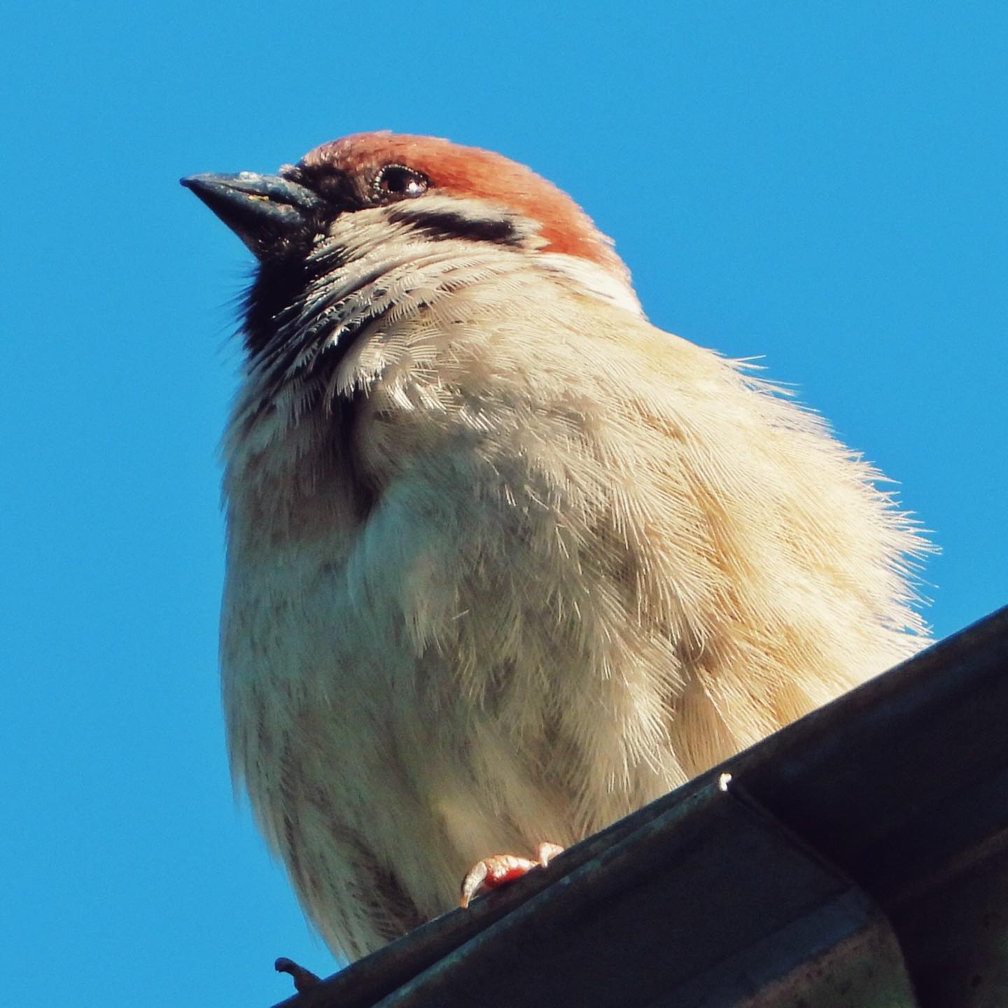 Tree Sparrow 31