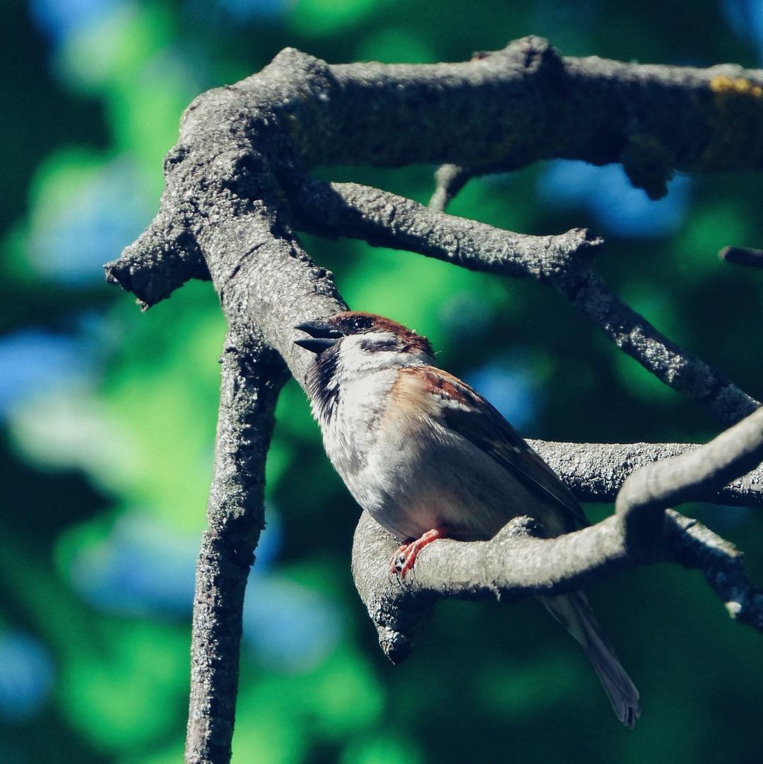 Tree Sparrow 32